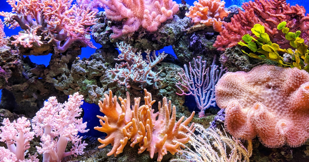 The Decline of Coral Reefs