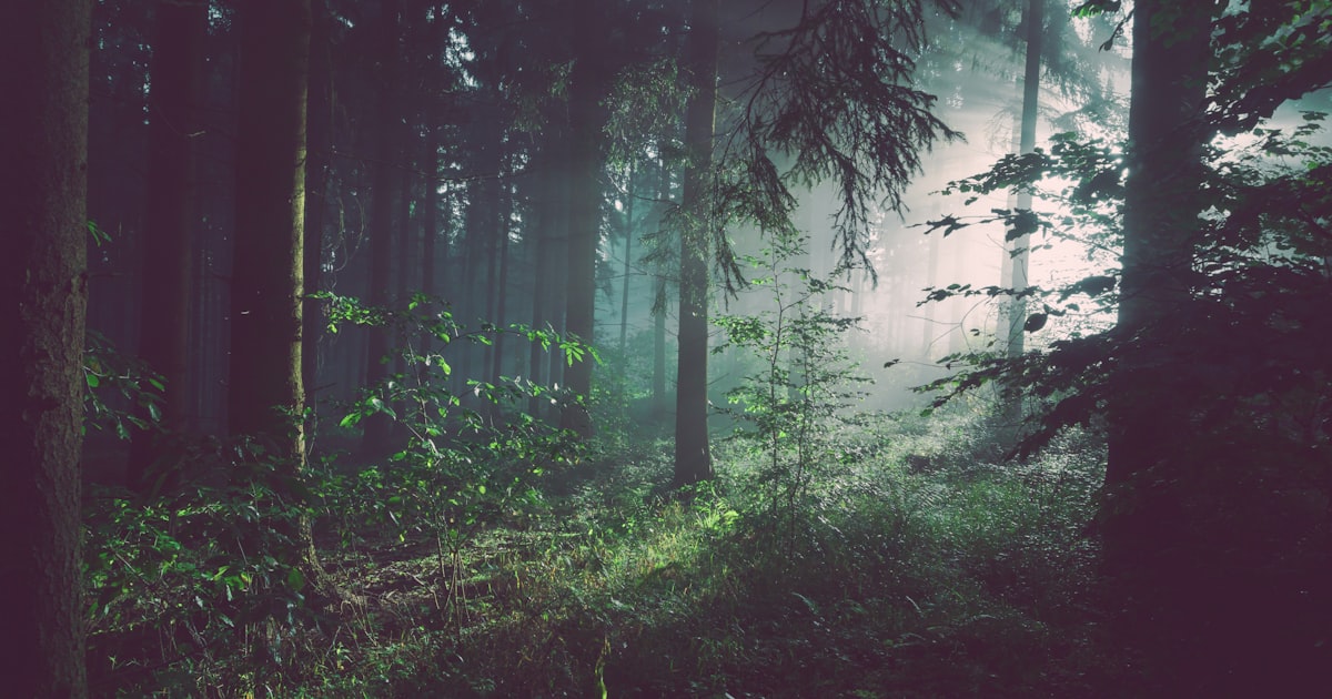 Deforestation and Its Consequences