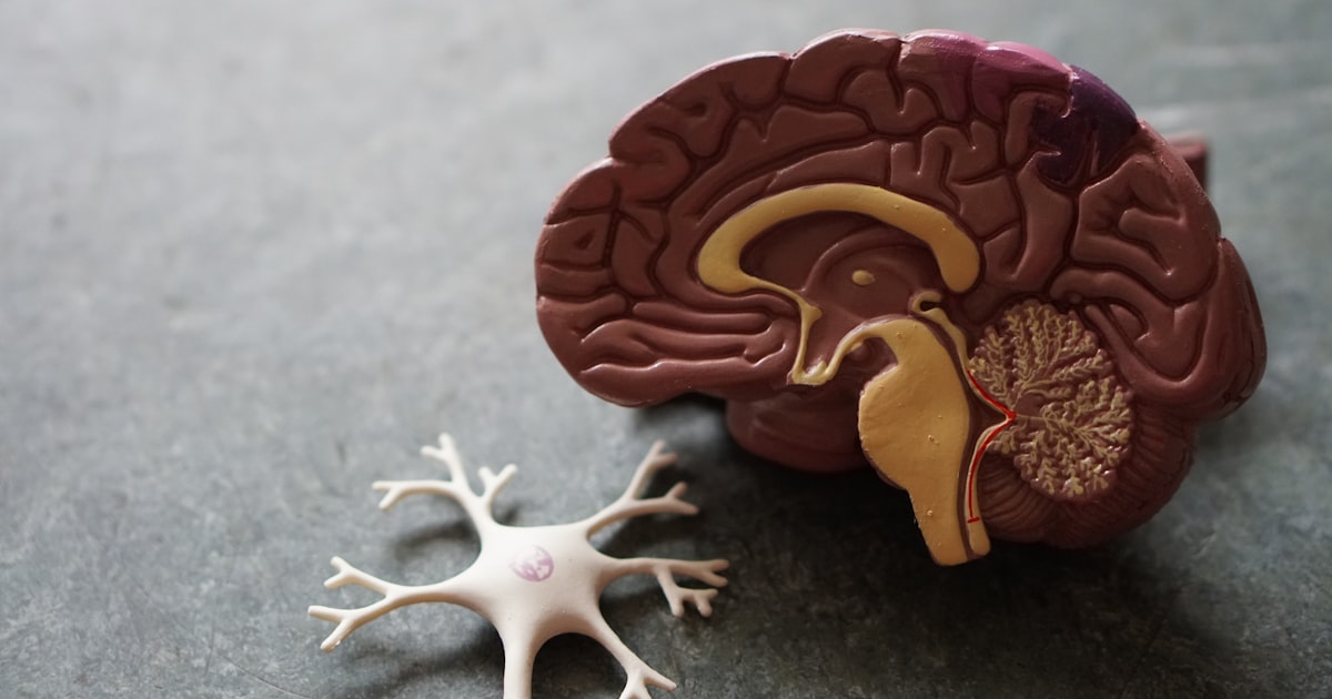 The Human Brain: Our Greatest Mystery